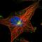Microtubule Associated Protein 11 antibody, HPA019359, Atlas Antibodies, Immunofluorescence image 