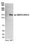 Ubiquitin Associated Protein 2 Like antibody, NB100-751, Novus Biologicals, Western Blot image 