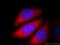 Calcyclin Binding Protein antibody, 11745-1-AP, Proteintech Group, Immunofluorescence image 