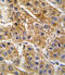 Angiotensinogen antibody, abx033720, Abbexa, Immunohistochemistry paraffin image 