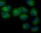 NCK Adaptor Protein 1 antibody, NBP2-75585, Novus Biologicals, Immunofluorescence image 