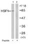 Heat shock factor protein 1 antibody, AP02756PU-N, Origene, Western Blot image 