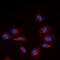 Collagen alpha-6(IV) chain antibody, GTX56141, GeneTex, Immunofluorescence image 