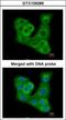 Dual Specificity Phosphatase 7 antibody, GTX109289, GeneTex, Immunocytochemistry image 