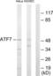 Cyclic AMP-dependent transcription factor ATF-7 antibody, LS-C118801, Lifespan Biosciences, Western Blot image 