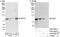 Minichromosome Maintenance Complex Component 7 antibody, A302-584A, Bethyl Labs, Western Blot image 