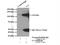 Complement C3 antibody, 21337-1-AP, Proteintech Group, Immunoprecipitation image 