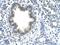Kelch Domain Containing 8A antibody, NBP1-57422, Novus Biologicals, Immunohistochemistry frozen image 