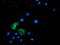 Ankyrin Repeat Domain 53 antibody, TA502601, Origene, Immunofluorescence image 