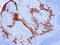 Keratin-16 antibody, GTX73557, GeneTex, Immunohistochemistry paraffin image 