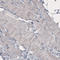 Fc Fragment Of IgG Receptor And Transporter antibody, AMAb91199, Atlas Antibodies, Immunohistochemistry frozen image 