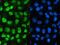 SUMO-activating enzyme subunit 2 antibody, A03816-2, Boster Biological Technology, Immunofluorescence image 