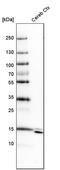 Synaptojanin-2-binding protein antibody, PA5-51471, Invitrogen Antibodies, Western Blot image 