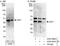 Lymphoid Enhancer Binding Factor 1 antibody, A303-486A, Bethyl Labs, Western Blot image 