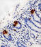 Lysozyme antibody, MBS9204083, MyBioSource, Immunohistochemistry frozen image 