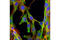 GAPDH antibody, 5174T, Cell Signaling Technology, Immunofluorescence image 