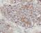 Cell Division Cycle 20 antibody, FNab09997, FineTest, Immunohistochemistry frozen image 