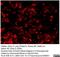 Luciferase antibody, MCA2076, Bio-Rad (formerly AbD Serotec) , Enzyme Linked Immunosorbent Assay image 