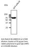 RAB14, Member RAS Oncogene Family antibody, AB0013-200, SICGEN, Western Blot image 