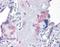 Folliculin-interacting protein 2 antibody, orb89827, Biorbyt, Immunohistochemistry paraffin image 