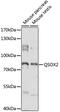 Quiescin Sulfhydryl Oxidase 2 antibody, 15-935, ProSci, Western Blot image 