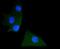 Protein Tyrosine Phosphatase Non-Receptor Type 11 antibody, NBP2-67658, Novus Biologicals, Immunocytochemistry image 