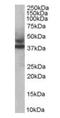Tripartite Motif Containing 54 antibody, orb18484, Biorbyt, Western Blot image 