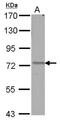 Autocrine motility factor receptor, isoform 1 antibody, NBP2-15374, Novus Biologicals, Western Blot image 