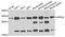 Endoplasmic reticulum resident protein 29 antibody, A7959, ABclonal Technology, Western Blot image 