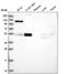FAD Dependent Oxidoreductase Domain Containing 1 antibody, NBP2-58140, Novus Biologicals, Western Blot image 