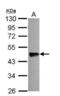 Olfactomedin Like 3 antibody, NBP2-15055, Novus Biologicals, Western Blot image 