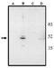 Visual system homeobox 2 antibody, AP05112PU-N, Origene, Western Blot image 