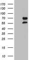 Upstream-binding protein 1 antibody, TA808815, Origene, Western Blot image 