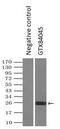 Neurogenin 3 antibody, GTX84045, GeneTex, Immunoprecipitation image 
