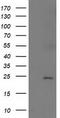 Suppressor Of Cytokine Signaling 3 antibody, CF502959, Origene, Western Blot image 