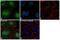 Eukaryotic Translation Elongation Factor 1 Alpha 1 antibody, PA5-13540, Invitrogen Antibodies, Immunofluorescence image 