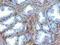HPL antibody, M00470, Boster Biological Technology, Immunohistochemistry frozen image 