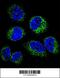 Gamma-Glutamyl Hydrolase antibody, 56-199, ProSci, Immunofluorescence image 