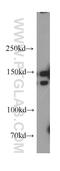 Dynactin Subunit 1 antibody, 55182-1-AP, Proteintech Group, Western Blot image 