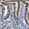 ATP Binding Cassette Subfamily G Member 5 antibody, HPA016514, Atlas Antibodies, Immunohistochemistry frozen image 