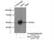 Serine/threonine-protein kinase MST4 antibody, 10847-1-AP, Proteintech Group, Immunoprecipitation image 
