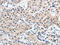 P2Y purinoceptor 6 antibody, CSB-PA977071, Cusabio, Immunohistochemistry frozen image 