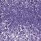 Sperm equatorial segment protein 1 antibody, NBP2-13370, Novus Biologicals, Immunohistochemistry paraffin image 