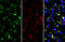 AIF1 antibody, GTX89792, GeneTex, Immunohistochemistry frozen image 
