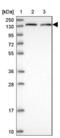 Maestro Heat Like Repeat Family Member 1 antibody, NBP1-93571, Novus Biologicals, Western Blot image 
