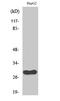 Cell Division Cycle Associated 3 antibody, A10074, Boster Biological Technology, Western Blot image 