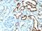 Milk Fat Globule-EGF Factor 8 Protein antibody, 33-436, ProSci, Immunohistochemistry paraffin image 
