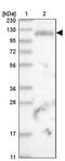 Pumilio homolog 2 antibody, PA5-56436, Invitrogen Antibodies, Western Blot image 