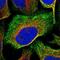 Hemogen antibody, NBP1-84909, Novus Biologicals, Immunofluorescence image 