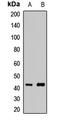 Hoxa-10 antibody, LS-C668631, Lifespan Biosciences, Western Blot image 